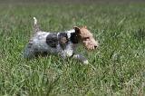 FOX TERRIER 185